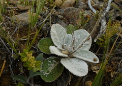Brachyglottis lagopus