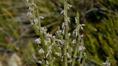 Carmichaelia crassicaulis