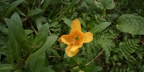 Trumpet Evening Primrose (Oenothera jamesii)