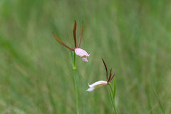 Cleistesiopsis divaricata