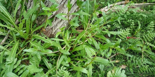 Oenothera jamesii, photograph 1