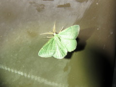 Chlorochlamys phyllinaria