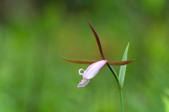 Cleistesiopsis divaricata