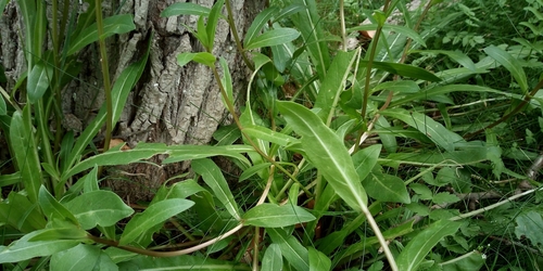 Image of Oenothera jamesii by (c) Leticia Jiménez Hernández, some rights reserved (CC BY-SA)
