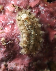 Acanthochitona avicula