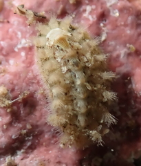 Acanthochitona avicula