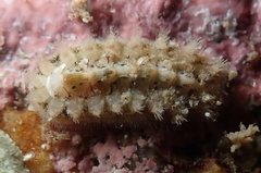 Acanthochitona avicula