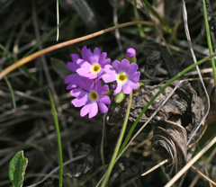 Primula longiscapa