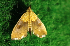 Agrotera nemoralis