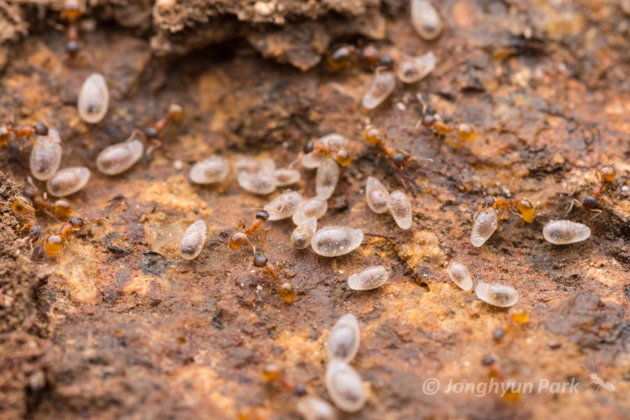 Temnothorax michali