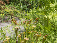 Sarracenia jonesii