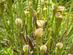 Sarracenia jonesii