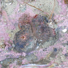 Stolidobranchia