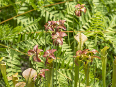 Sarracenia jonesii