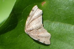 Achrosis