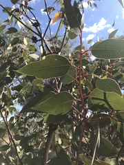 Eucalyptus sessilis