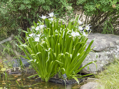 Hymenocallis coronaria