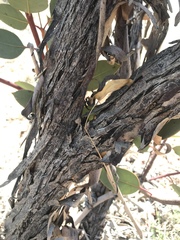 Eucalyptus sessilis