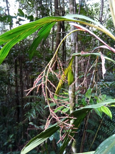 Dypsis hildebrandtii image