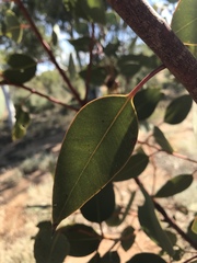Eucalyptus sessilis