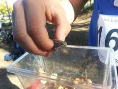 Sceloporus occidentalis occidentalis