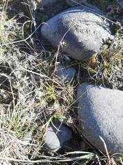 Zoysia minima