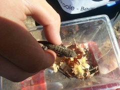 Sceloporus occidentalis occidentalis