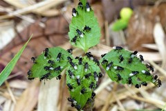 Tetragonilla collina