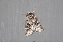 Lacinipolia cuneata