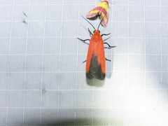 Ptychoglene coccinea