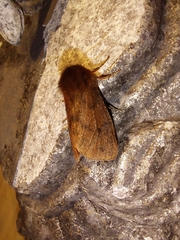 Phragmatobia assimilans