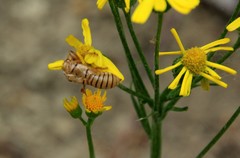 Cicadetta montana