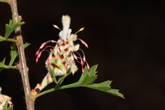 Petrophile diversifolia