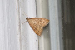 Udea profundalis