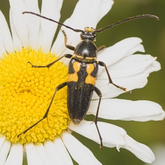 Typocerus lunulatus
