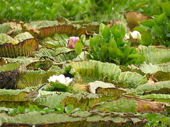 Victoria cruziana