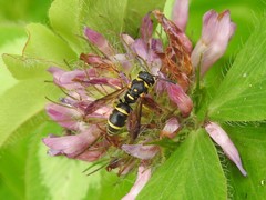 Parancistrocerus pedestris