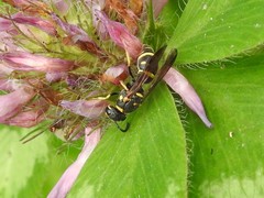 Parancistrocerus pedestris