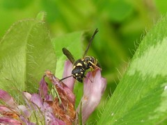 Parancistrocerus pedestris
