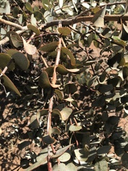 Eucalyptus gamophylla