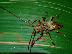 Nephelotus conspersus