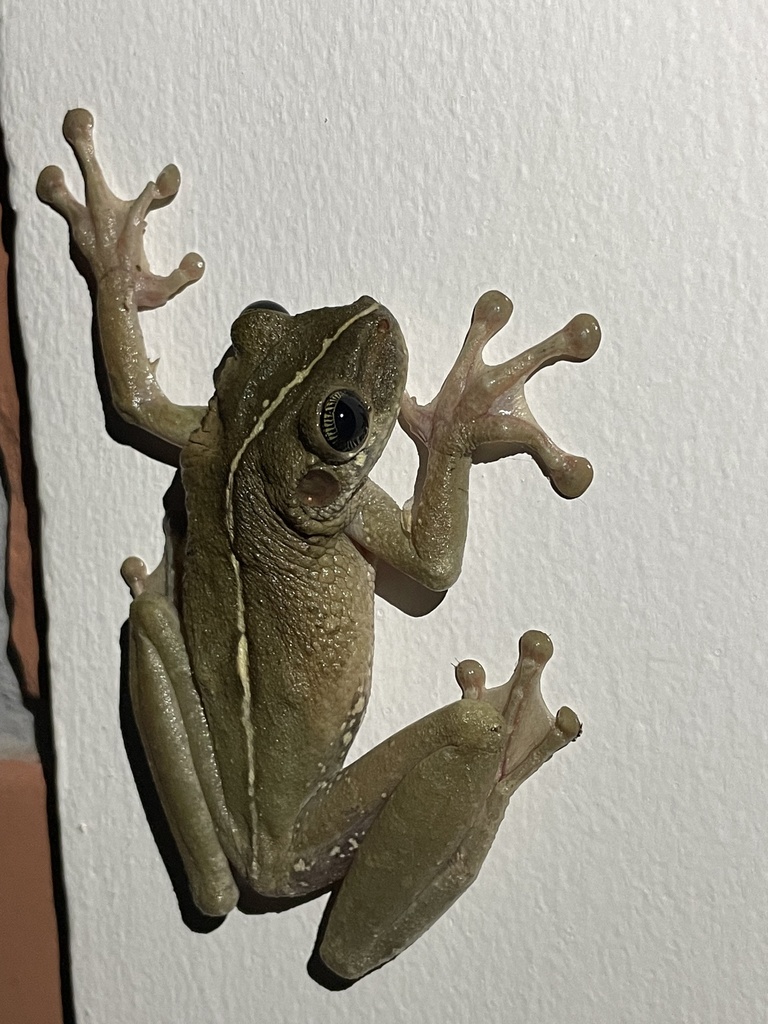 Manaus Spiny-backed Frog (Osteocephalus taurinus) · iNaturalist