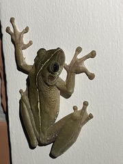 Osteocephalus taurinus