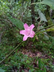Ruellieae