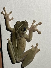 Osteocephalus taurinus