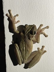 Osteocephalus taurinus