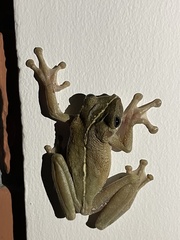 Osteocephalus taurinus