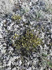 Carmichaelia corrugata