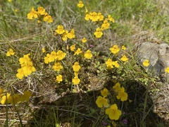 Erythranthe microphylla