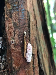 Coelostomidia zealandica